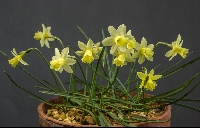 Narcissus 'Dormouse'